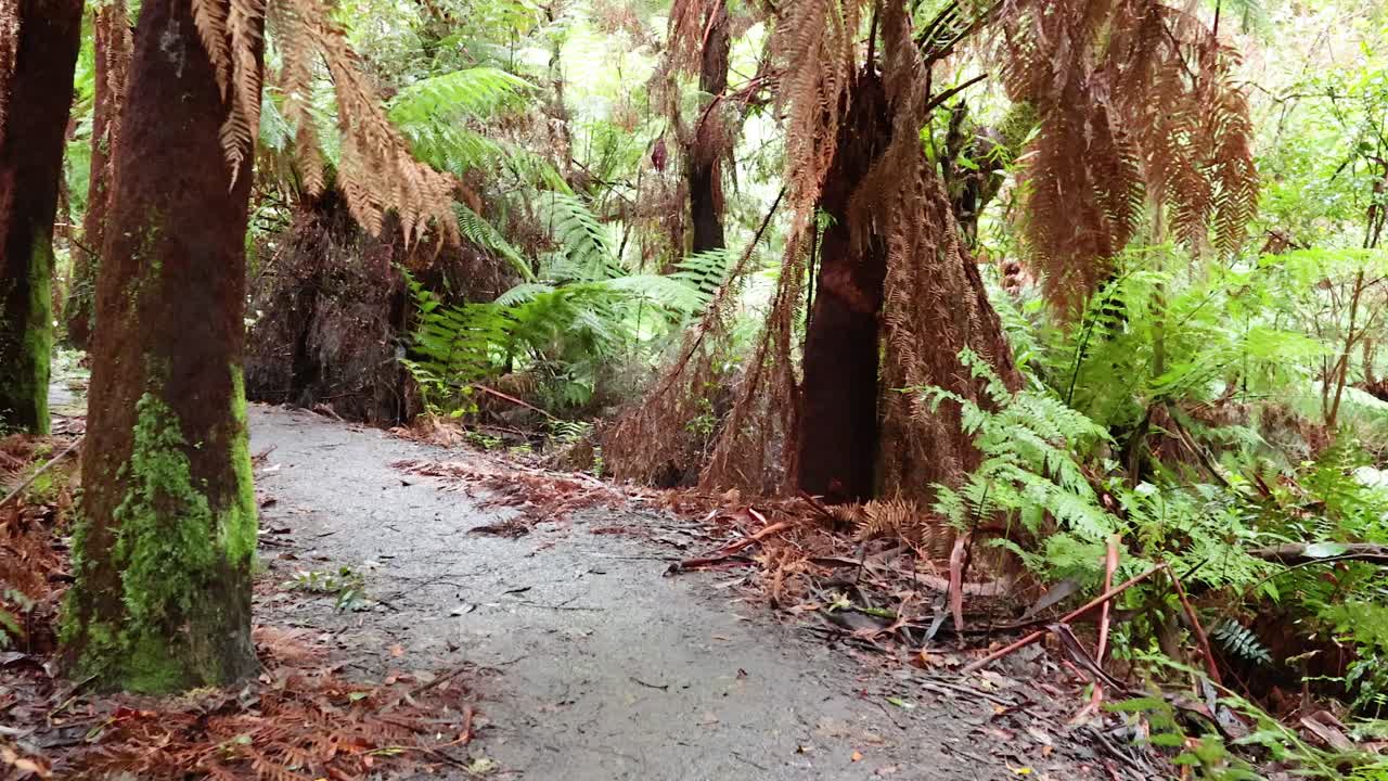 울창 한 열대 우림 을 가로질러 조용 한 산책