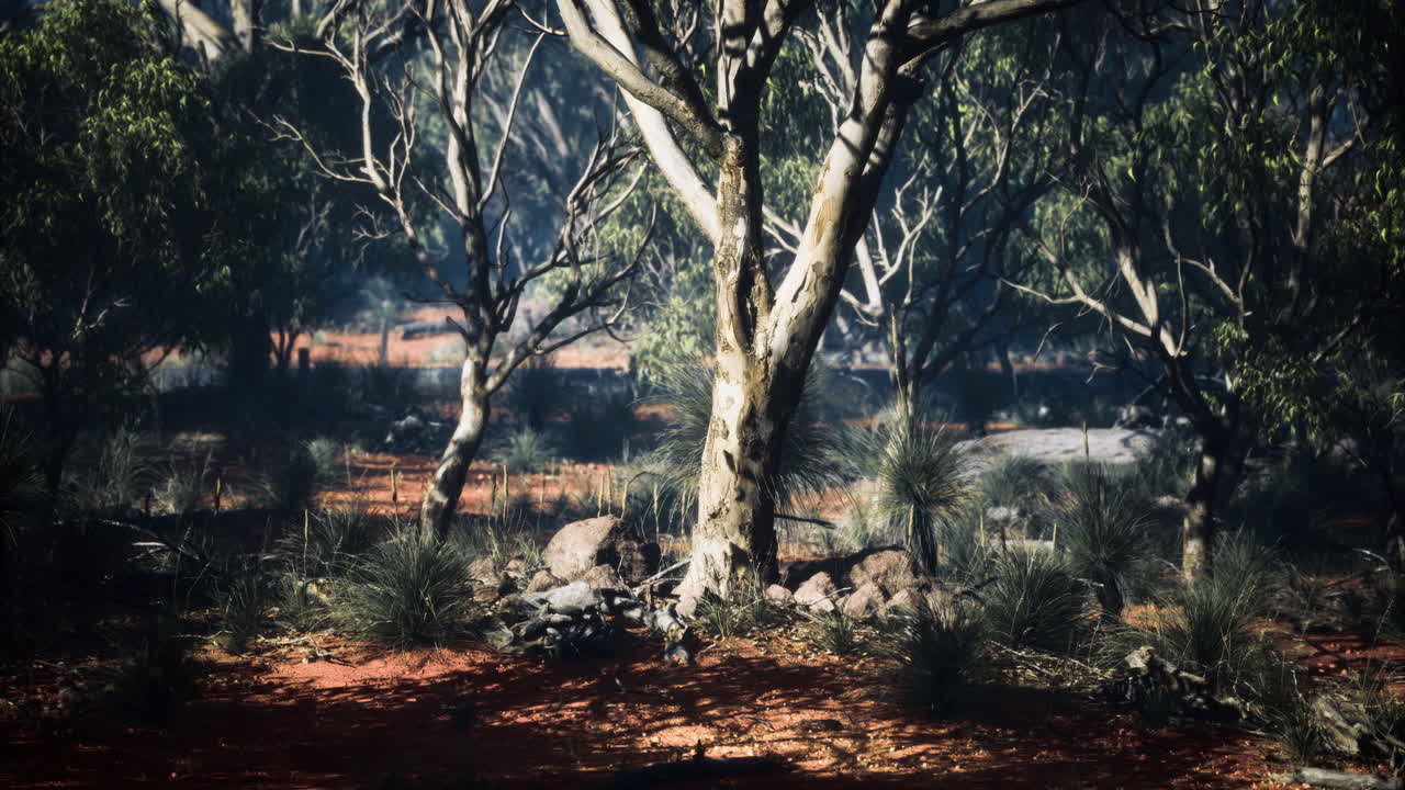 Beautiful forest landscape with sunlight filtering through trees