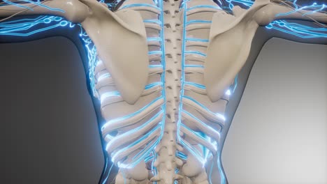 vasos sanguíneos del cuerpo humano