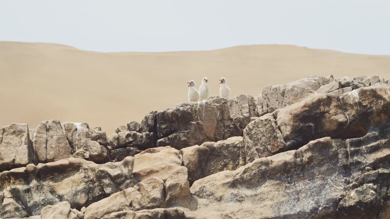 baby seagull birds sitting on rock