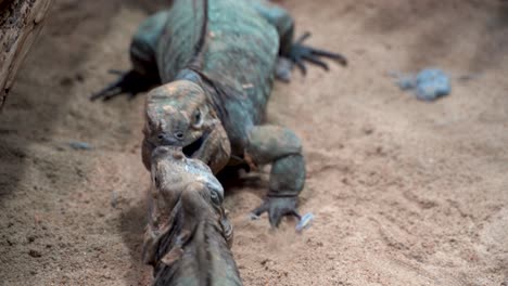 dos iguanas peleando y mordiéndose en suelo arenoso