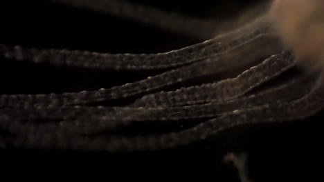 Microscopic-footage-of-Hydra