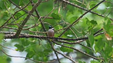 Perched-on-a-thorny-branch-looking-around-as-the-camera-zooms-out,-Black-and-yellow-Broadbill-Eurylaimus-ochromalus,-Kaeng-Krachan-National-Park,-Thailand