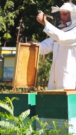 beekeeper harvesting honey. beekeeper in protective workwear inspecting honeycomb frame at apiary. vertical video