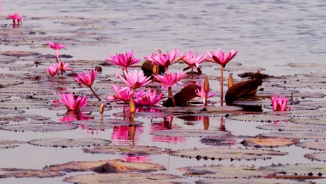 a vibrant display of pink water lilies thriving in calm wetlands showcasing nature's beauty.