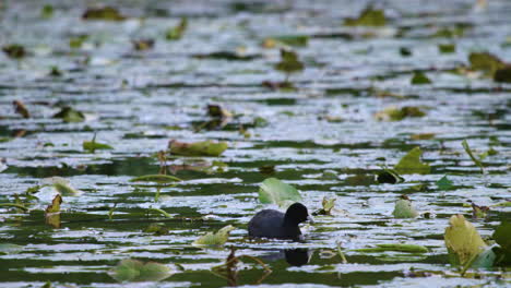 Blässhühner-Fressen-Zwischen-Den-Seerosenblättern-In-Einem-Teich