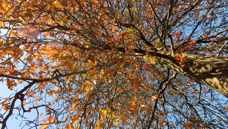 maple tree with autumn leaves in melbourne