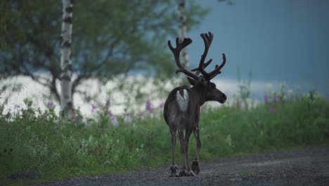 Hirsche,-Die-Auf-Einer-Unbefestigten-Straße-Herumlaufen,-Vangsvik,-Norwegen-–-Aus-Nächster-Nähe