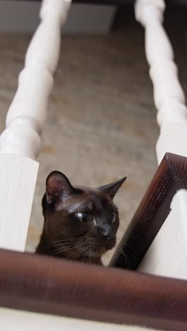 cheerful attractive kitty playing with toy. cute little looking for toy. vertical video