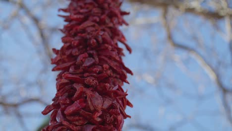 hanging red chili peppers in downtown santa fe, new mexico