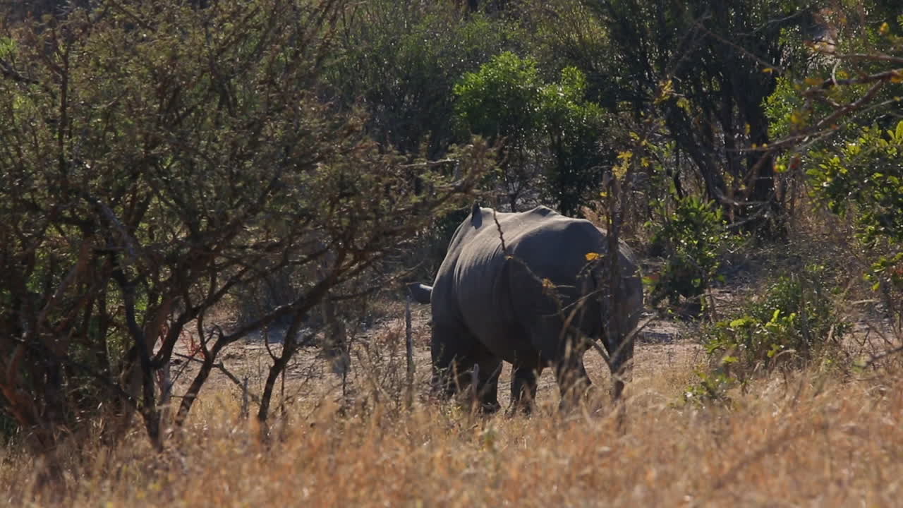 White Rhino hiding, grazing behind a bush, partially concealed, medium close up
