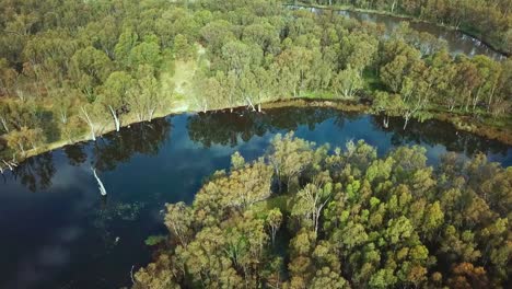 Vista-Aérea-Del-Río-De-Los-Hornos-Justo-Antes-De-Que-Se-Encuentre-Con-El-Río-Murray-En-El-Noreste-De-Victoria,-Australia