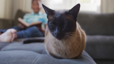 Happy-siamese-cat-sitting-on-sofa,-with-african-american-boy-sitting-reading-book-in-background