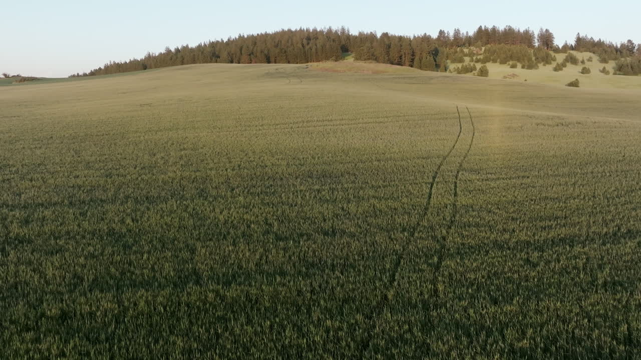 Rolling wheat fields stretching toward a forested hill at sunset, with soft lighting across the crops