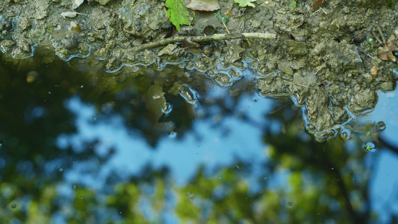 4K-bild av en vattenpöl, med fokus på marken och sedan på reflektionen som visar skogens träd med en blå himmel bakom