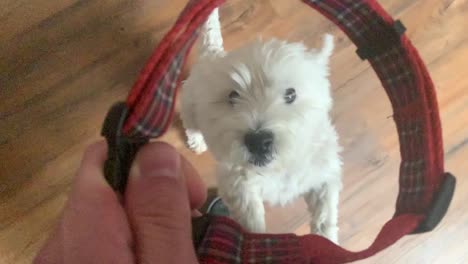 cachorro de west highland terrier saltando y ladrando al mirar el collar de perro rojo