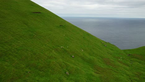 Rebaño-De-Ovejas-Feroesas-Descansando-Y-Pastando-En-Pastizales-En-La-Ladera-Con-El-Mar-Detrás,-Kalsoy