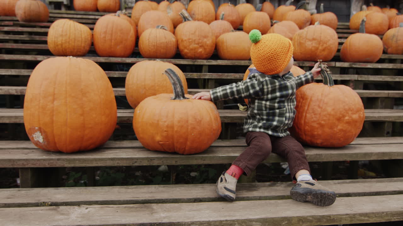 un niño alegre se sienta en un banco entre filas de calabazas. feria de otoño en honor de halloween