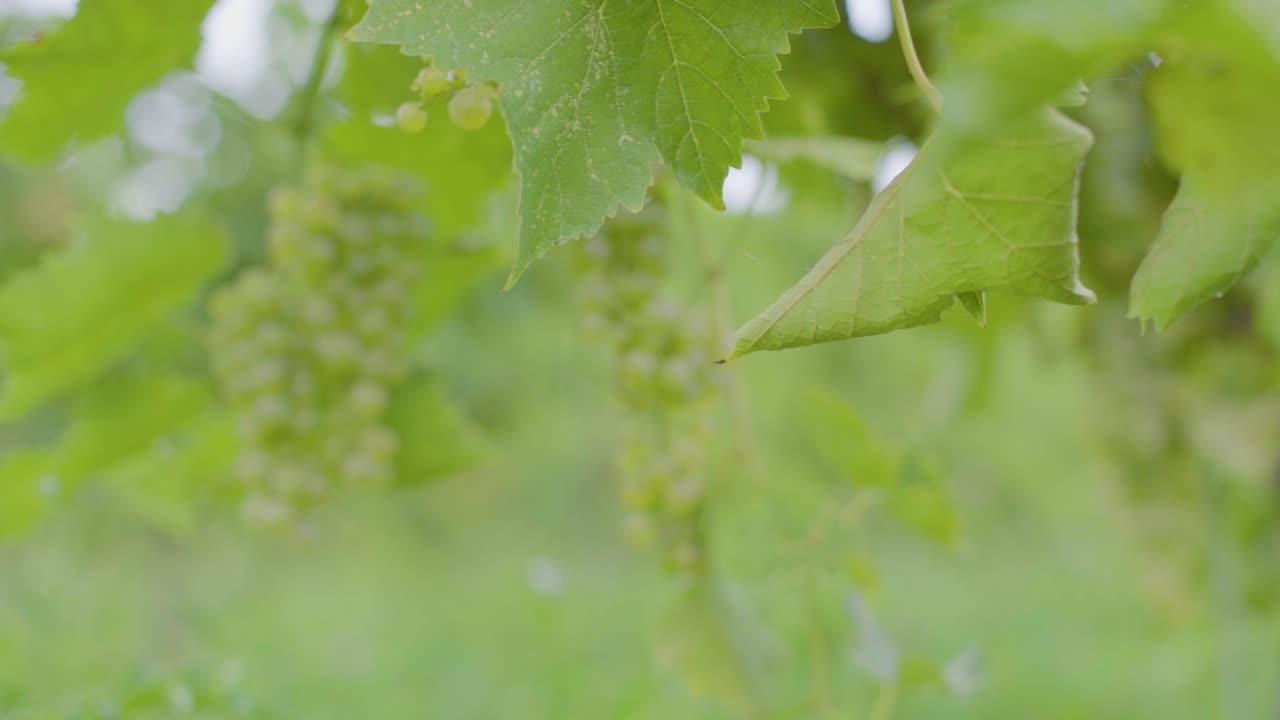 Wine grape vines leaves with growing grapes in background in souther Canada in early-late summer