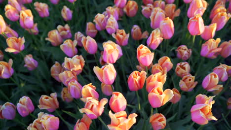 Woman-walking-through-field-of-tulips-at-sunrise-in-nice-light-in-Abbotsford,-British-Columbia,-Canada-close-to-flowers