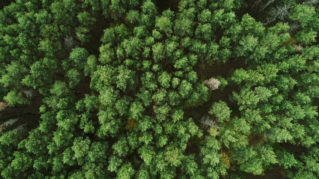 vista aérea paisaje de bosque verde meditación