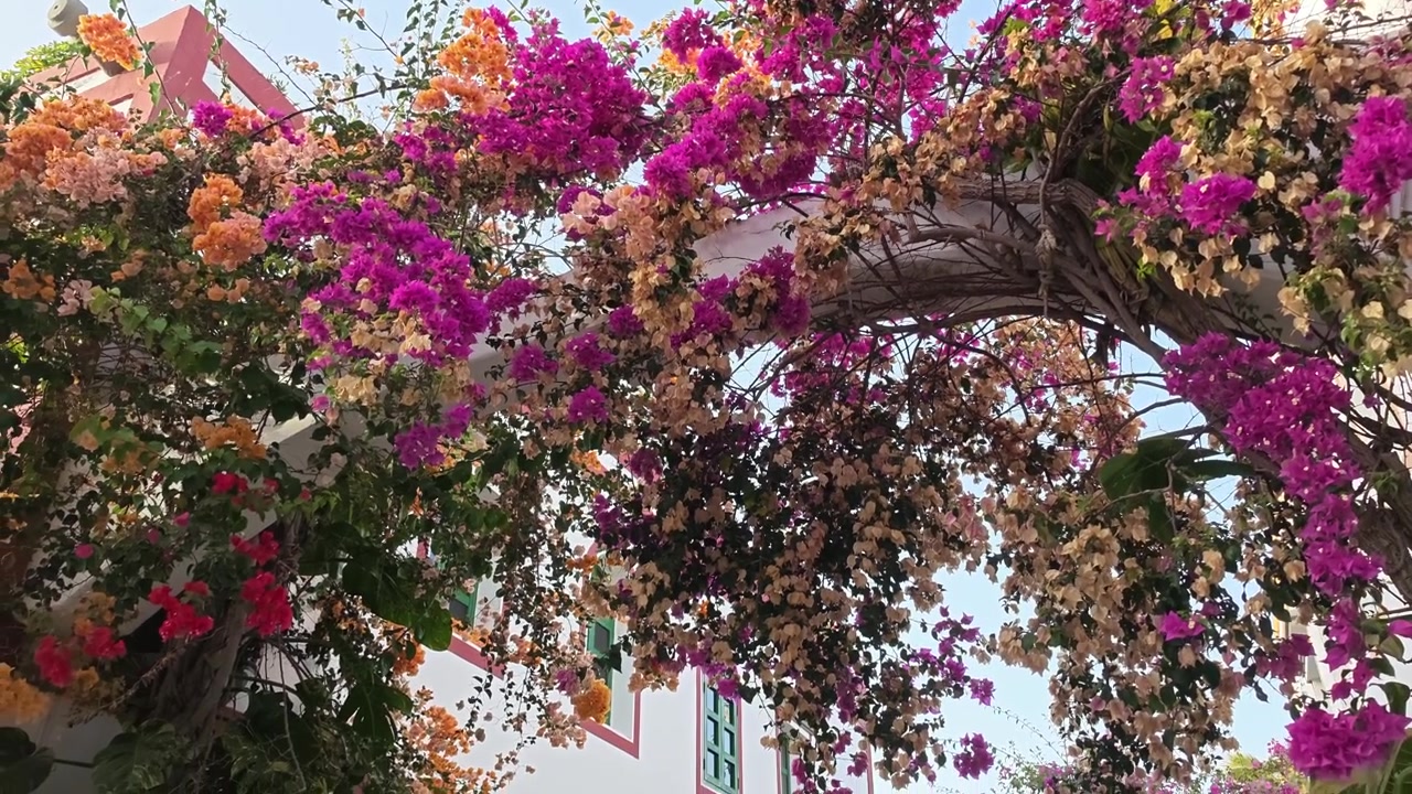 Bela rua em Puerto de Mogan, Gran Canaria, com arquitetura típica e coloridas buganvílias em flor cobrindo uma pérgula