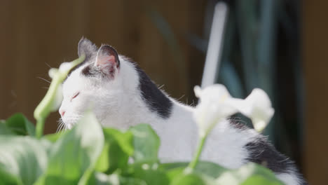 Schwarz-weiße-Katze,-Die-In-Der-Sommersonne-Ruht