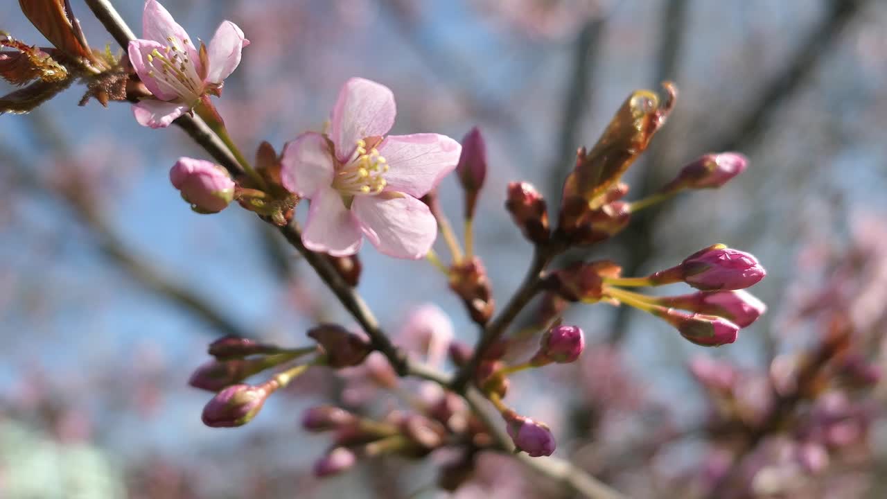 Pink cherry blossom tree flower close up, Sakura blossom spring nature detail