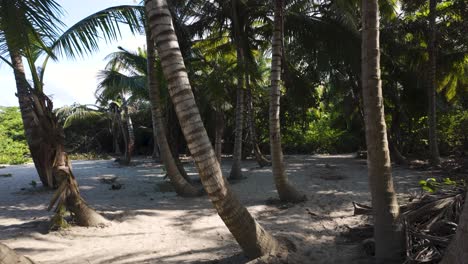 Tayrona-National-Park-landscape,-Camera-flying-between-Palm-trees-and-coconut-trees-along-beach-Jungle,-Colombia