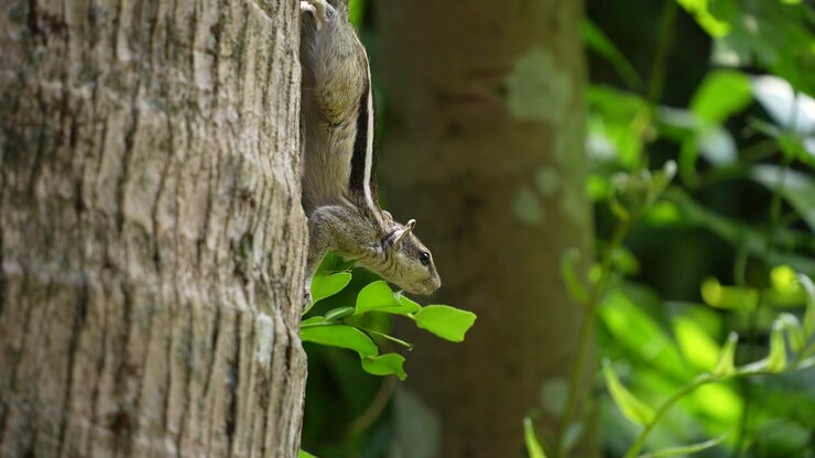 The squirrel is sitting on the tree.