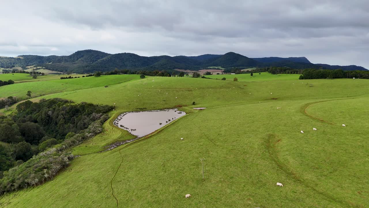 Drone glides over green pasture with grazing sheep, pond, rolling hills, and overcast sky