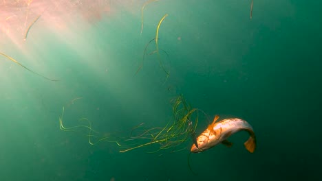 Calcio-bass-caught-on-crankbait-lure-is-reeled-in-through-strands-of-seaweed