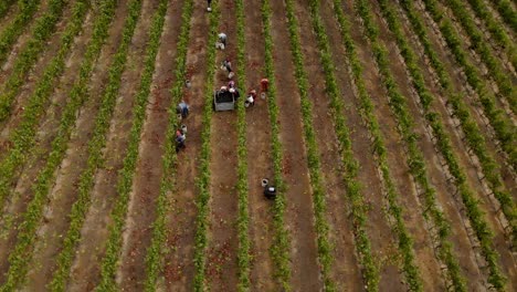 Aerial-orbit-of-workers-picking-grapes-and-placing-them-in-a-bin-in-a-vineyard-in-the-Leyda-Valley,-Chile