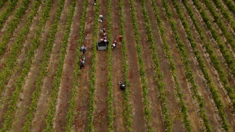 órbita-Aérea-De-Trabajadores-Recogiendo-Uvas-Y-Colocándolas-En-Un-Contenedor-En-Un-Viñedo-En-El-Valle-De-Leyda,-Chile