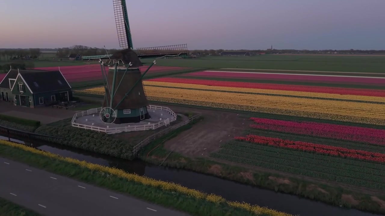 Incredibile video con drone dei tulipani all'alba nei Paesi Bassi