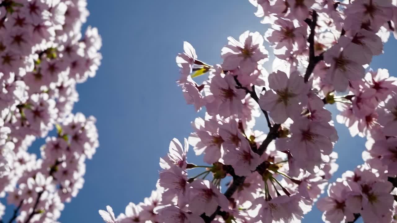 Low-angle video capturing cherry blossoms against a clear blue sky, emphasizing the delicate petals