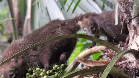 Un-Coatí-Está-Encontrando-Su-Comida