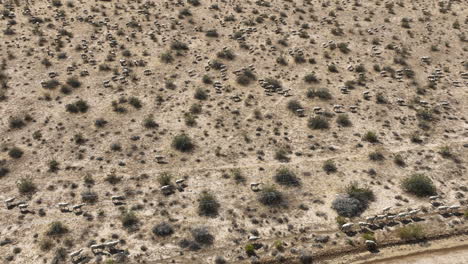 Flock-of-sheep-foraging-for-food-in-the-barren-Mojave-Desert---aerial