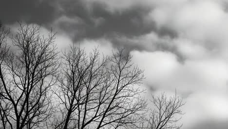 silhouetted trees against a dramatic cloudy sky: a captivating contrast of nature's palette and texture highlighting the beauty of a gloomy atmosphere