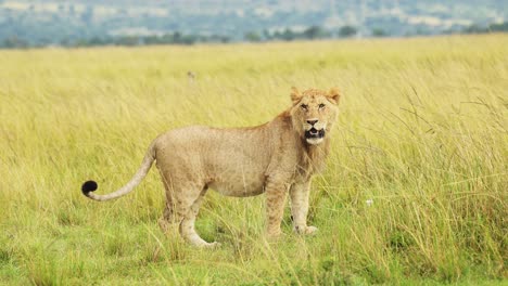 Slow-Motion-Shot-of-African-Wildlife-in-Maasai-Mara,-Young-male-lion-prowling-walking-through-the-green-lush-plains-of-Kenyan-National-Reserve,-Africa-Safari-Animals-in-Masai-Mara-North-Conservancy