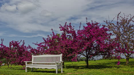 Lapso-De-Tiempo-De-Nubes-Que-Se-Mueven-Rápidamente-En-Un-Cielo-Azul-Con-Cerezos-En-Flor-Y-Banco-Blanco