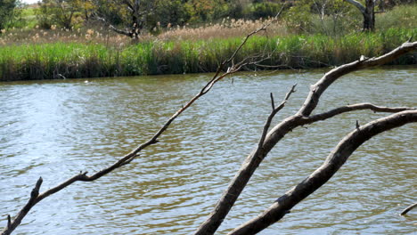 leafless tree branches emerging out of the river