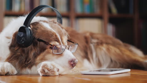 funny student dog lies on the floor of the library