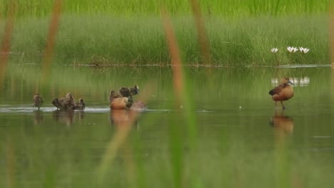 Whistling-duck---pond-water---relaxing-