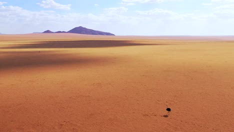 Aerial-as-a-very-lonely-ostrich-walks-on-the-plains-of-Africa-in-the-Namib-desert-Namibia-5