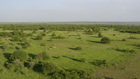 animals running free in huge green african plains with zebra, wildebeest and waterbuck