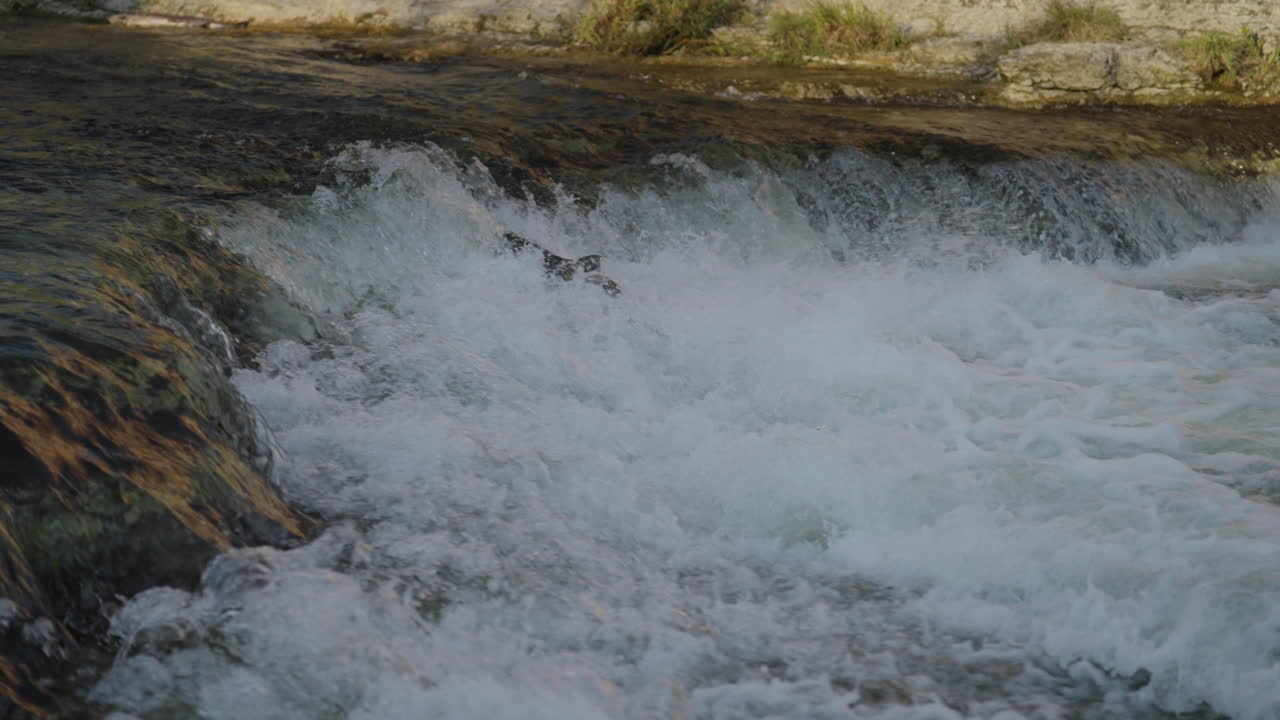 Salmon leap in Ganaraska River, slow motion, Ontario nature spectacle