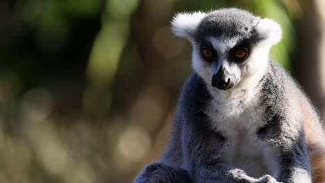 lemur looking around in its enclosure