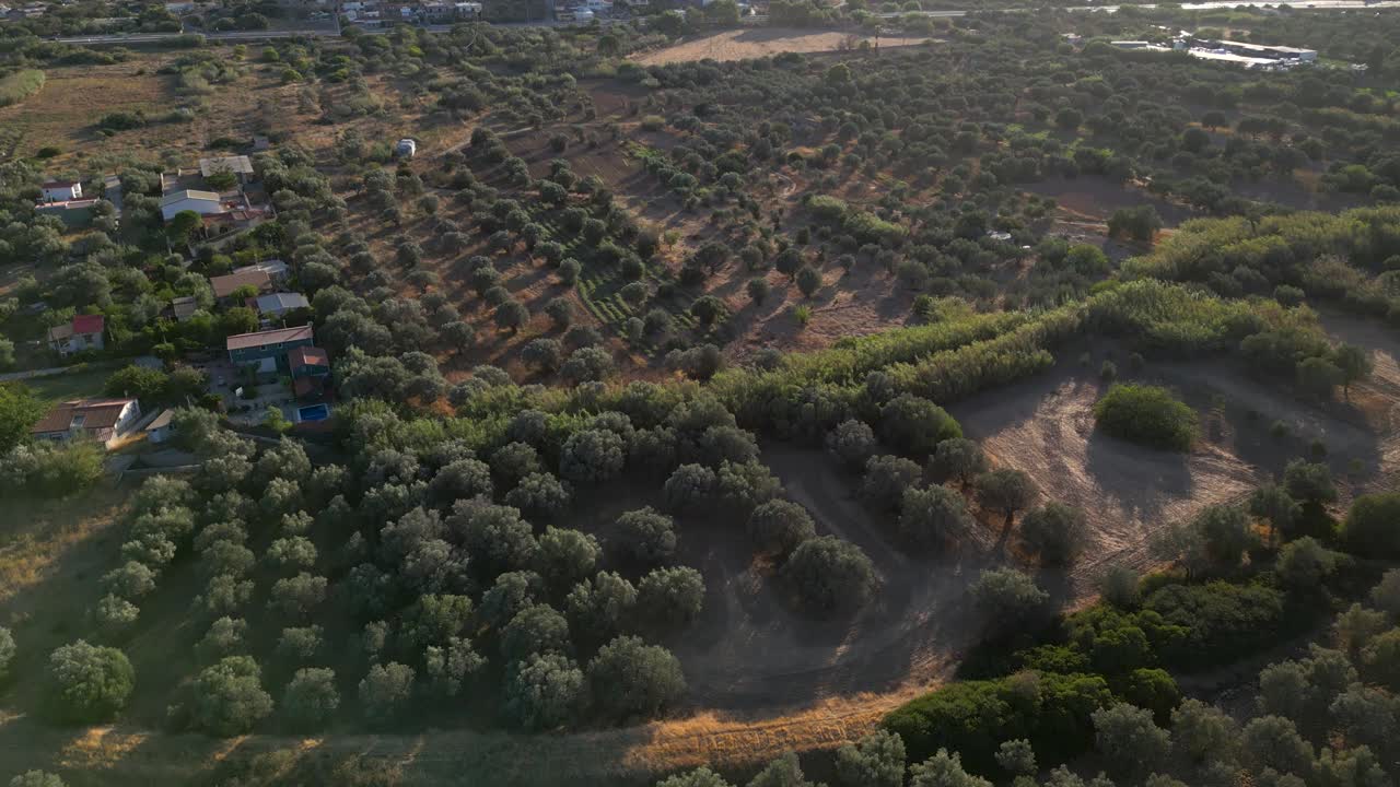 Aerial View of Olive Grove and Farmland in the Mediterranean