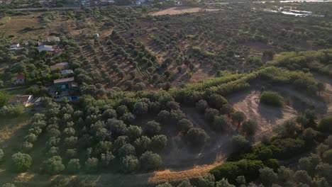 aerial view of olive grove and farmland in the mediterranean
